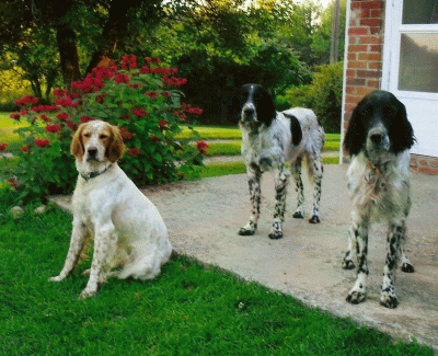 3 Young Dogs